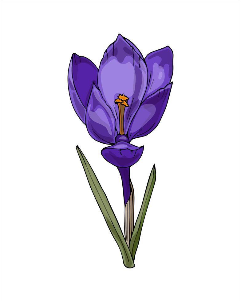 Spring flower Crocus violet color hand drawing sketch, doodling style, isolated on white background. Vector illustration