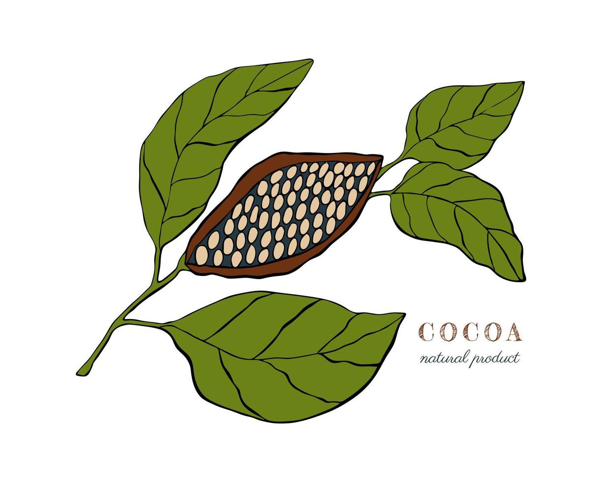 planta de cacao con frutas y hojas, dibujo a mano, garabatos, silueta de contorno negro, aislada en fondo blanco. vector