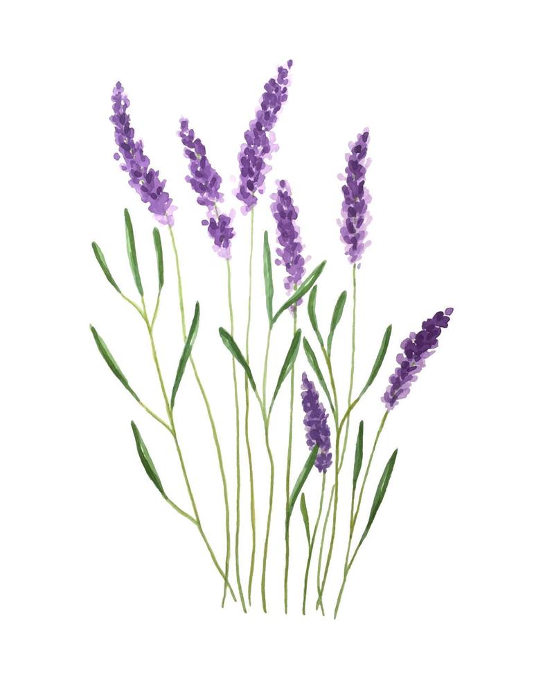 Watercolor illustration of lavender. Watercolor. Vector illustration. Illustration for greeting cards, invitations and other print projects. Vector