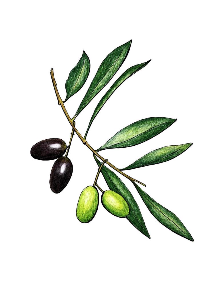 Olives branch with fruits and leaves, pencil hand drawing, isolated, white background. Vector