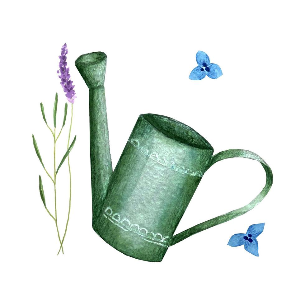 Garden watering can and sprigs of lavender watercolor hand drawing, isolated, on a white background. Vector