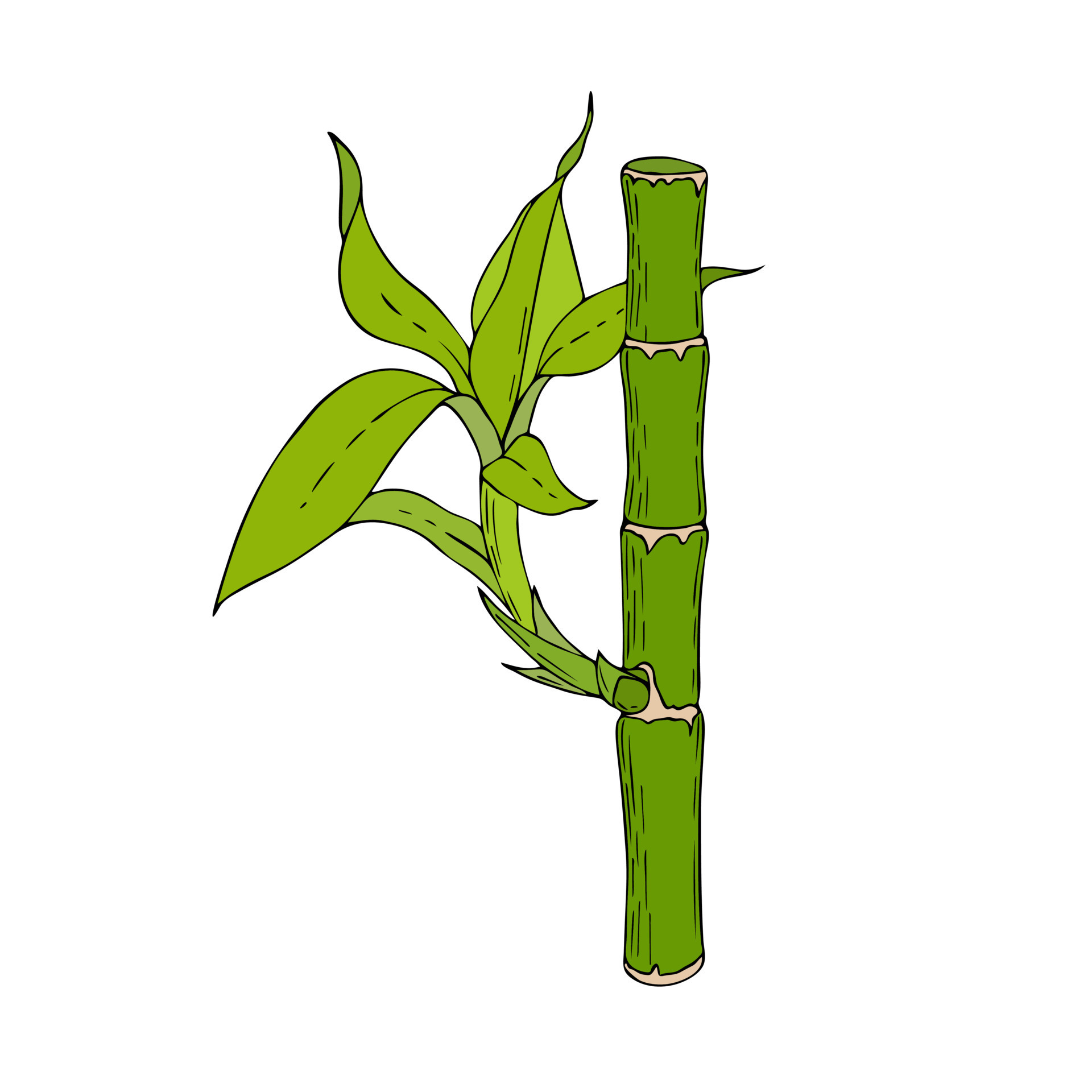 Bamboo stick with leaves and young shoots, hand drawing, doodling