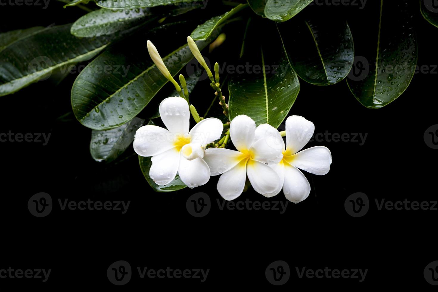 Plumeria flowers on a dark background photo