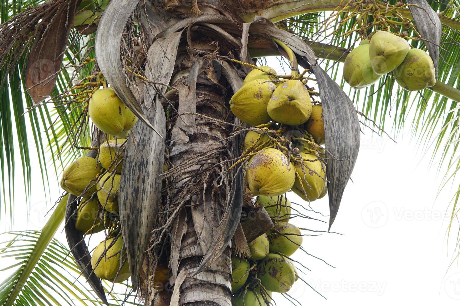 old coconut on the tree ready to eat photo