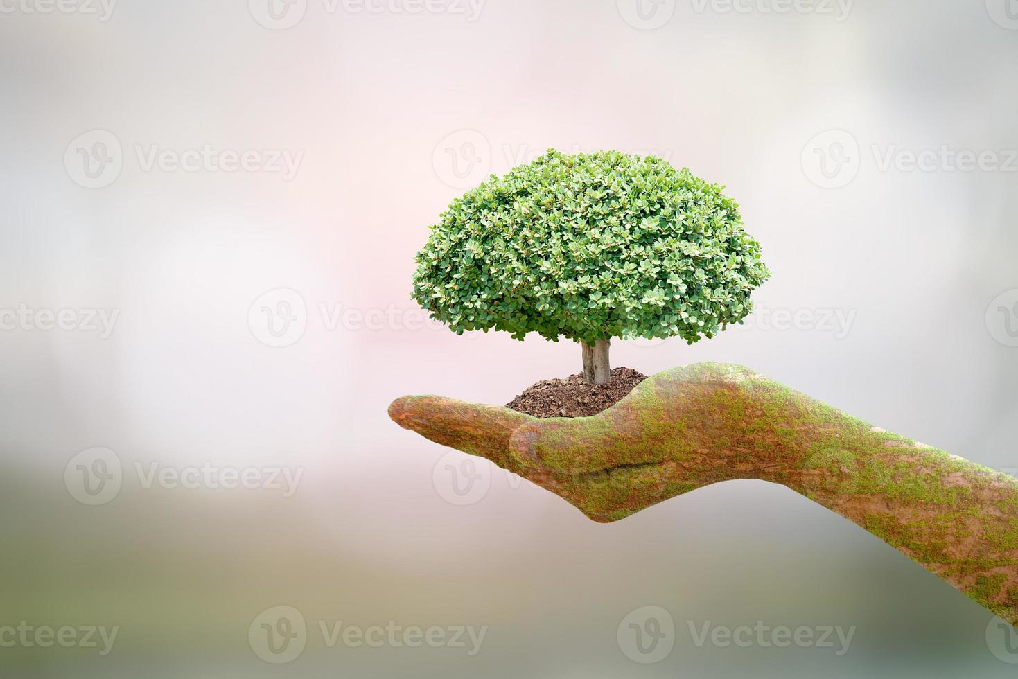 We love the world of ideas. small tree nature blur background.World environment day. photo