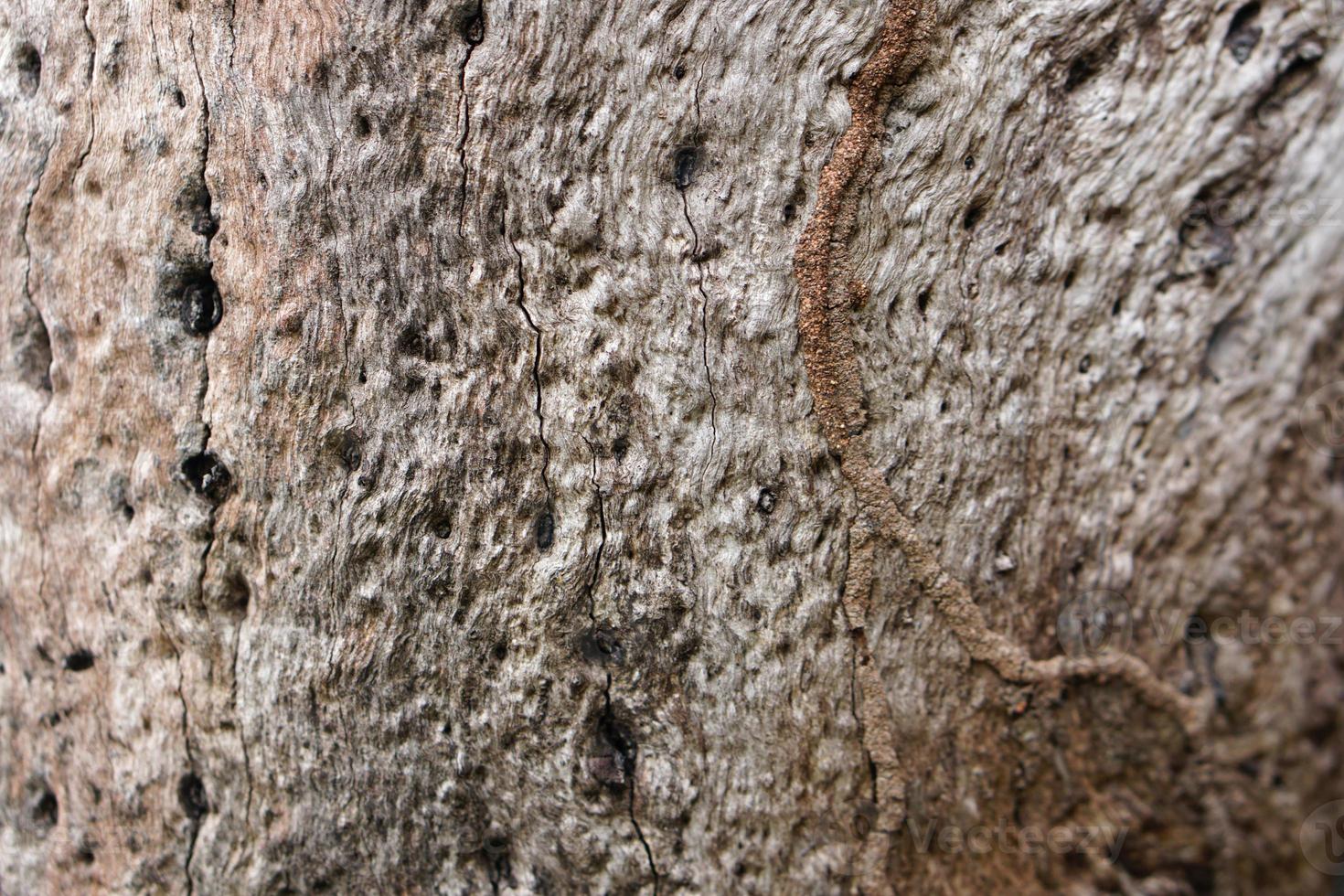 bark pattern background with termites photo