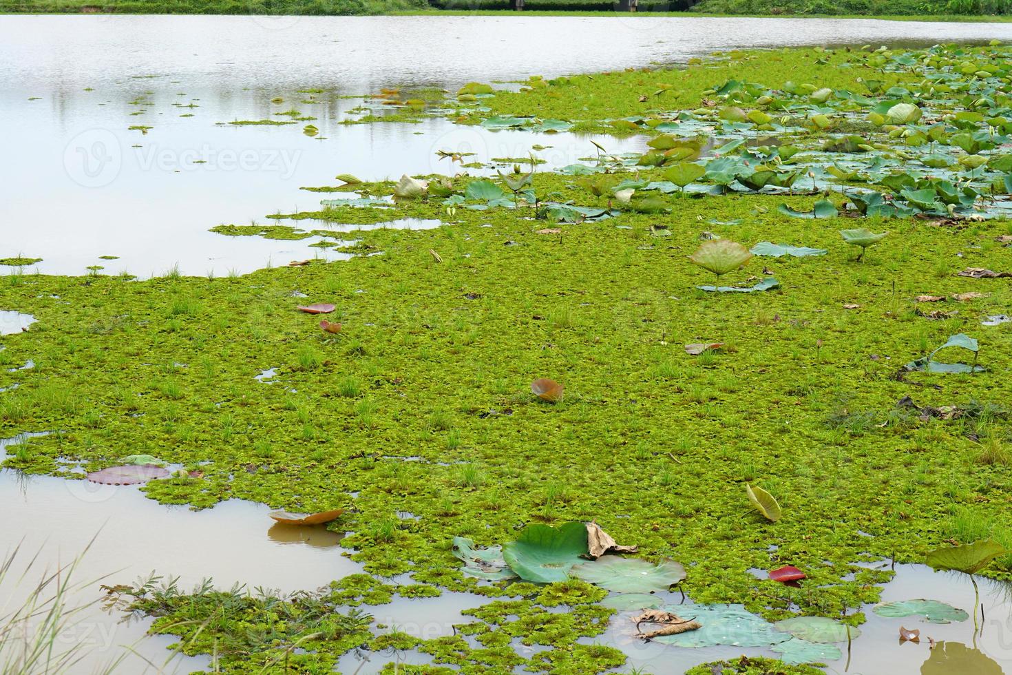 river weeds covered on the water surface photo