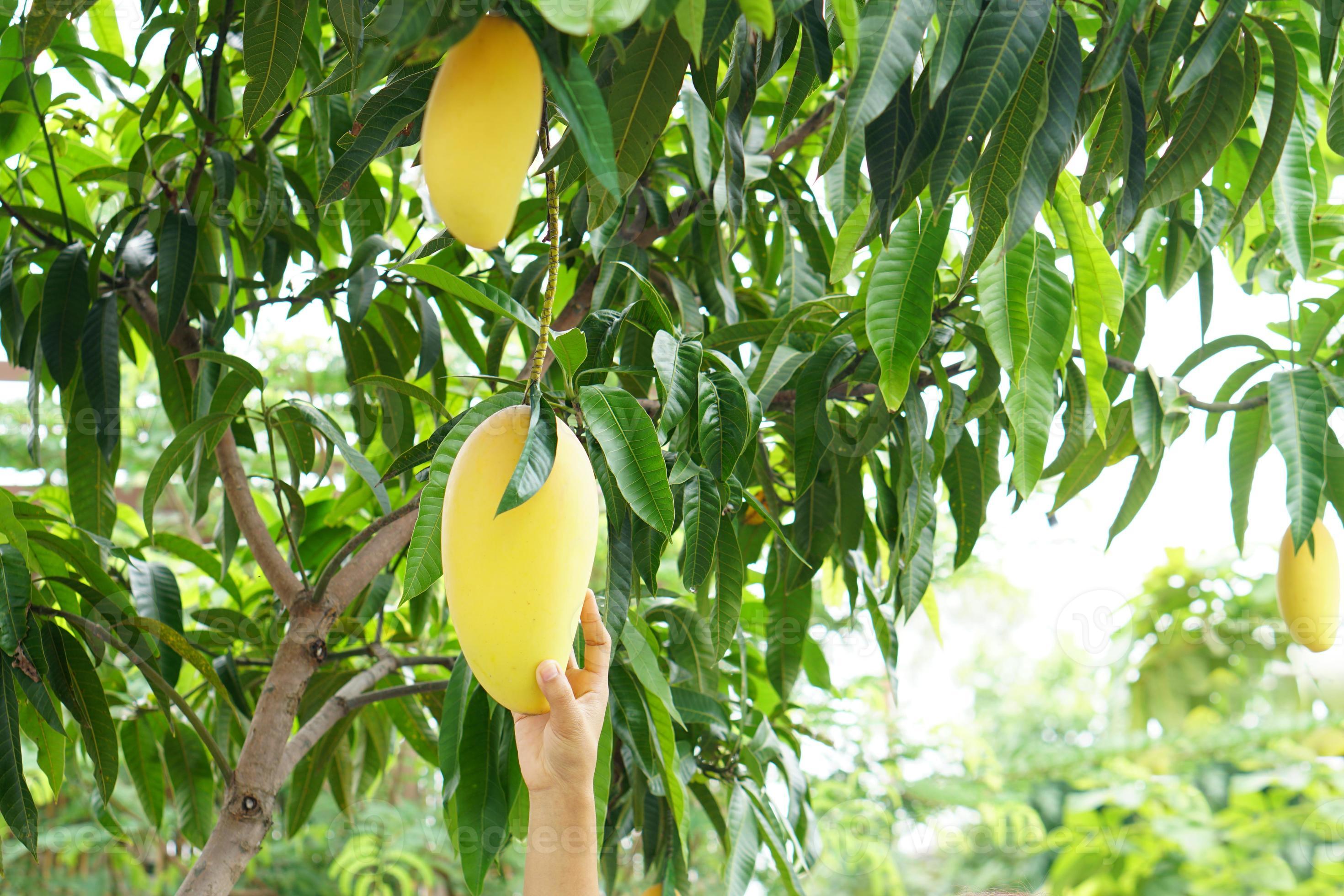 Ripe mango leaves on the tree 7950217 Stock Photo at Vecteezy