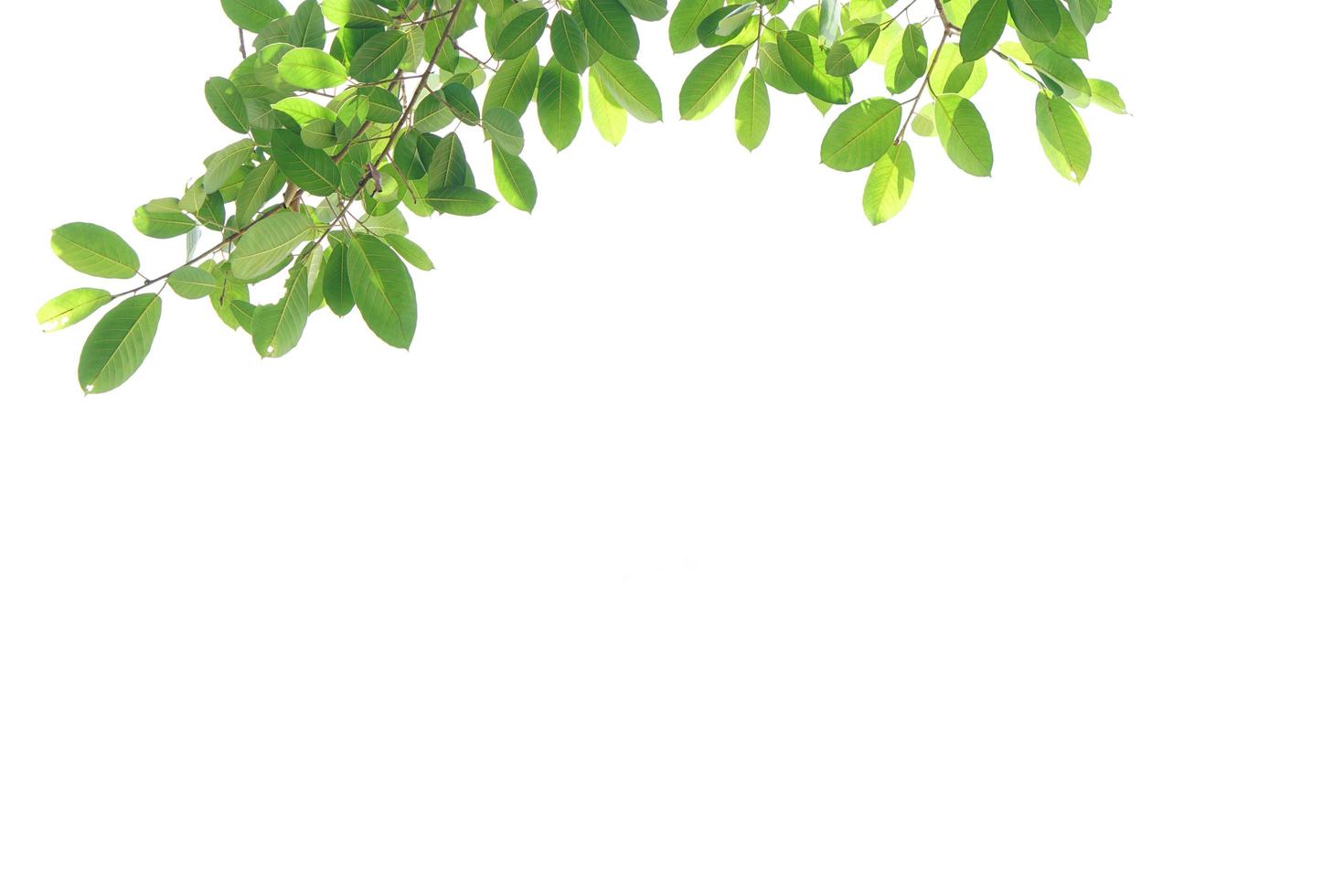 World environment day.Green leaves on a white background photo