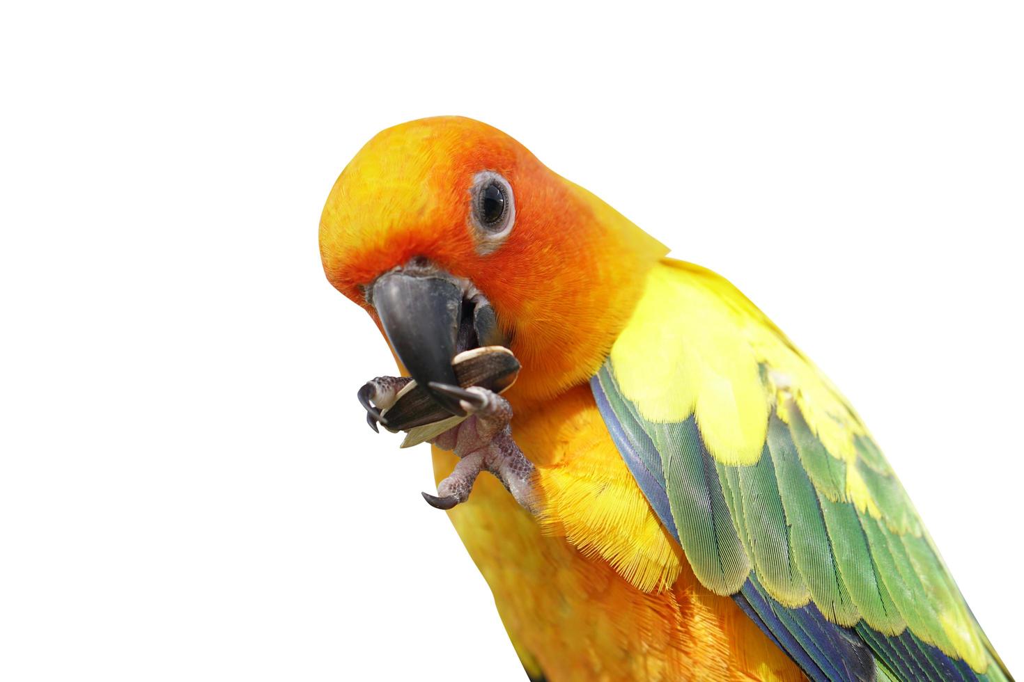 parrot on a white background photo