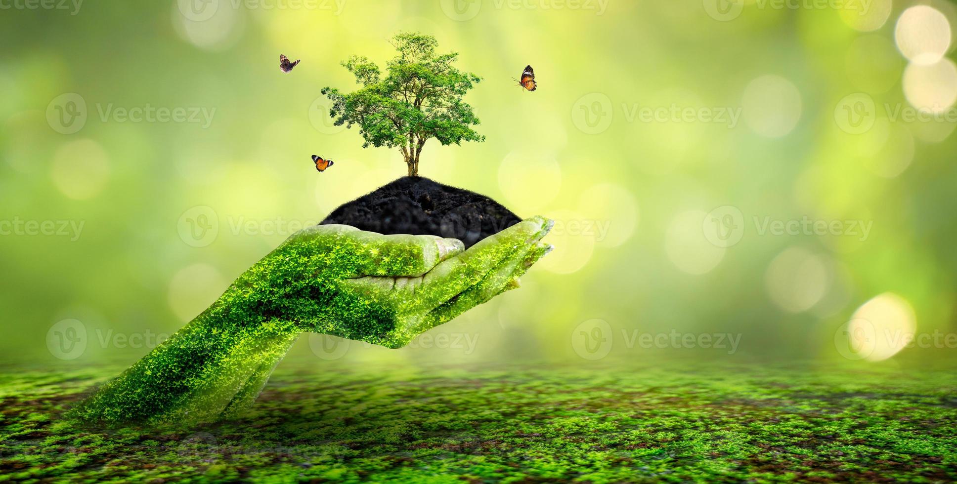 environment Earth Day In the hands of trees growing seedlings. Bokeh green Background Female hand holding tree on nature field grass Forest conservation concept photo