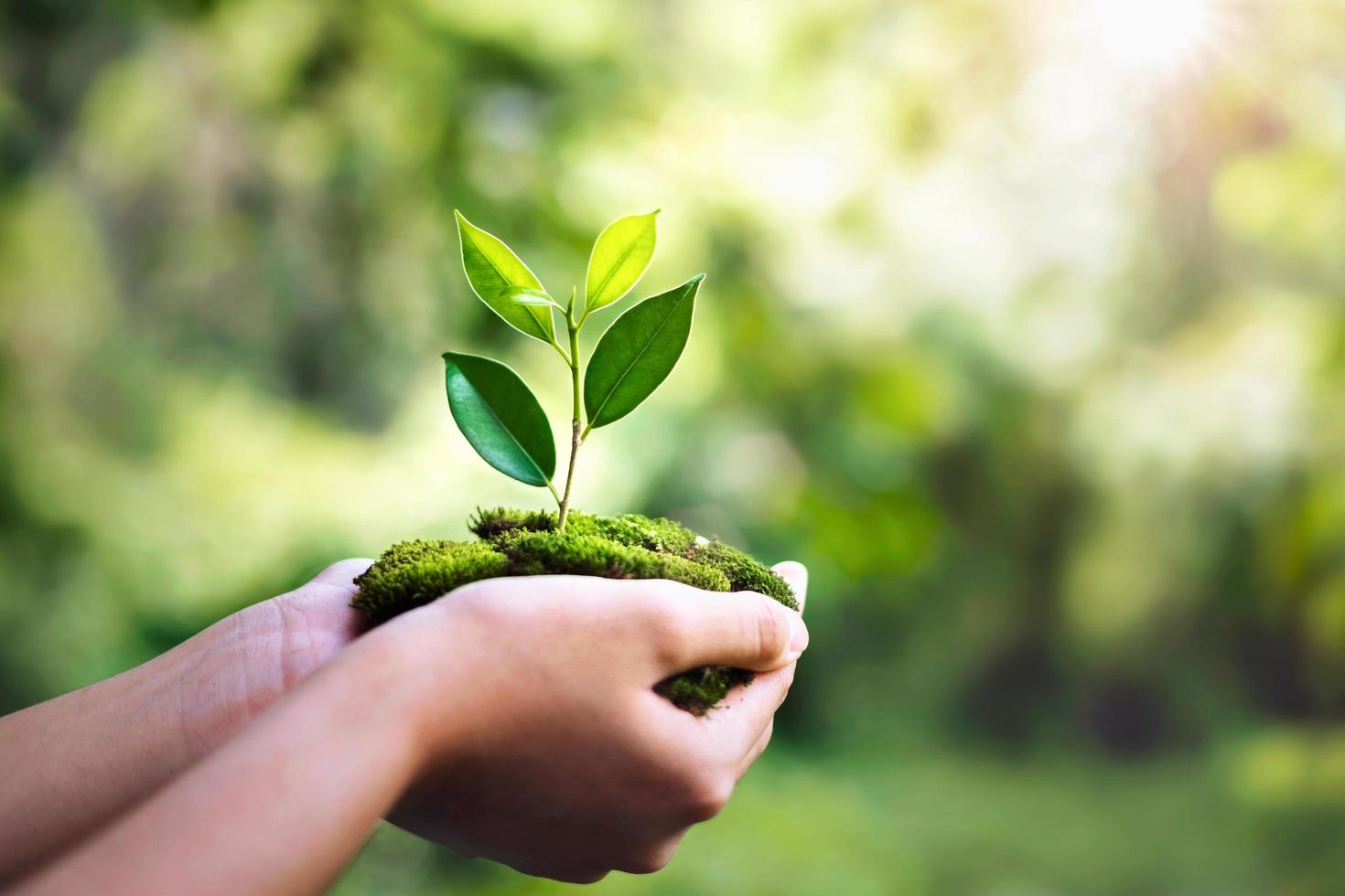 hand holdig plant growing on green background with sunshine photo