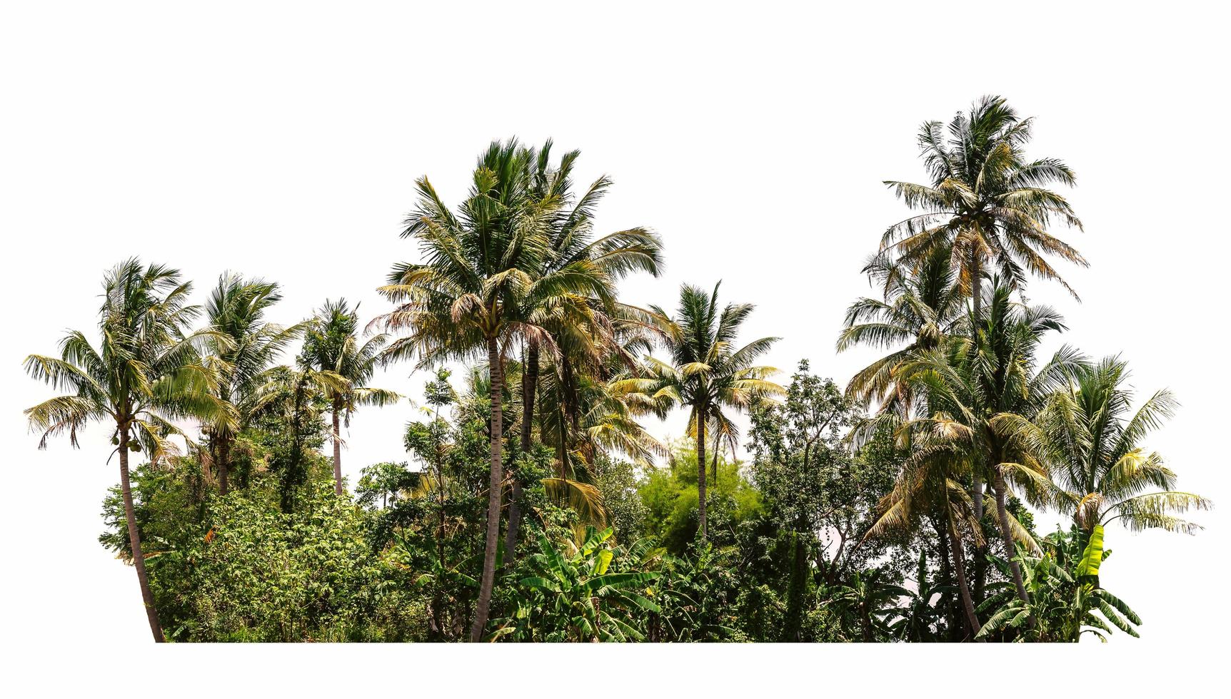 group of tree with green grass isolate on white background photo