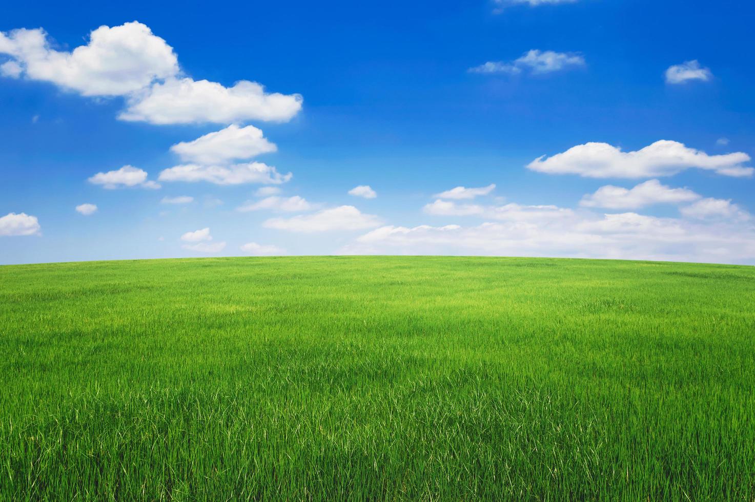 green grass field with blue sky ad white cloud. nature landscape background  7950908 Stock Photo at Vecteezy