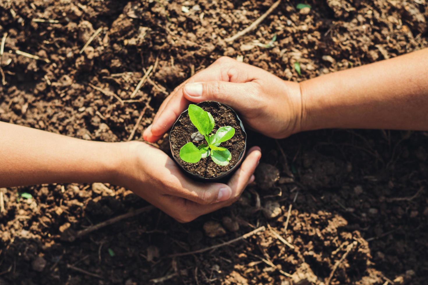 two hand planting tree in garden photo