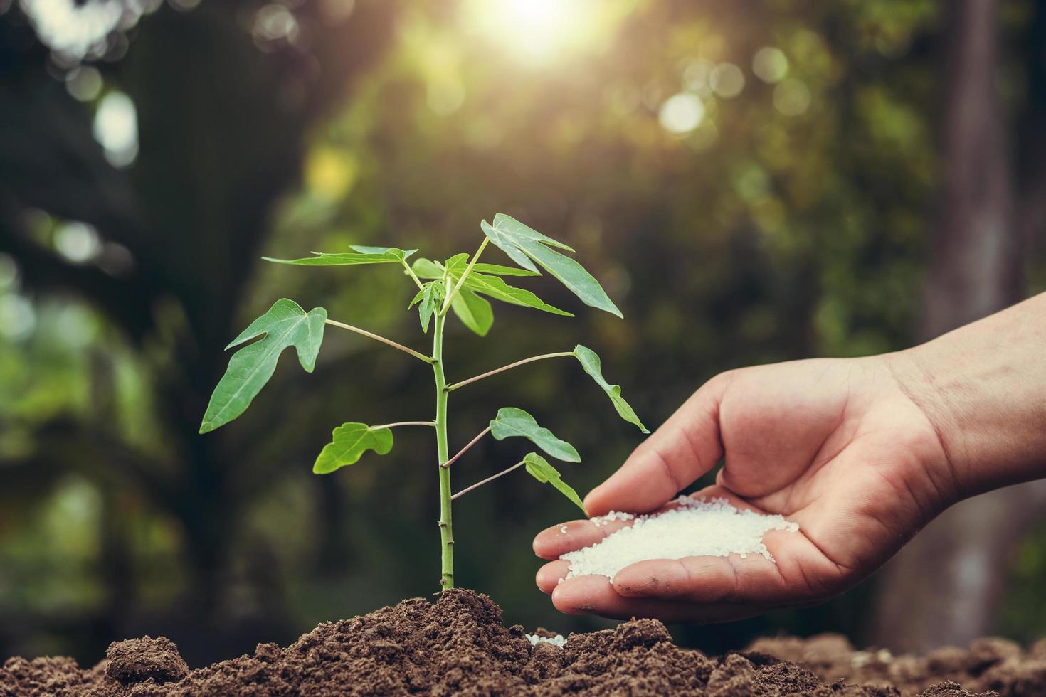 granjero dando fertilizante a un árbol joven en el jardín foto