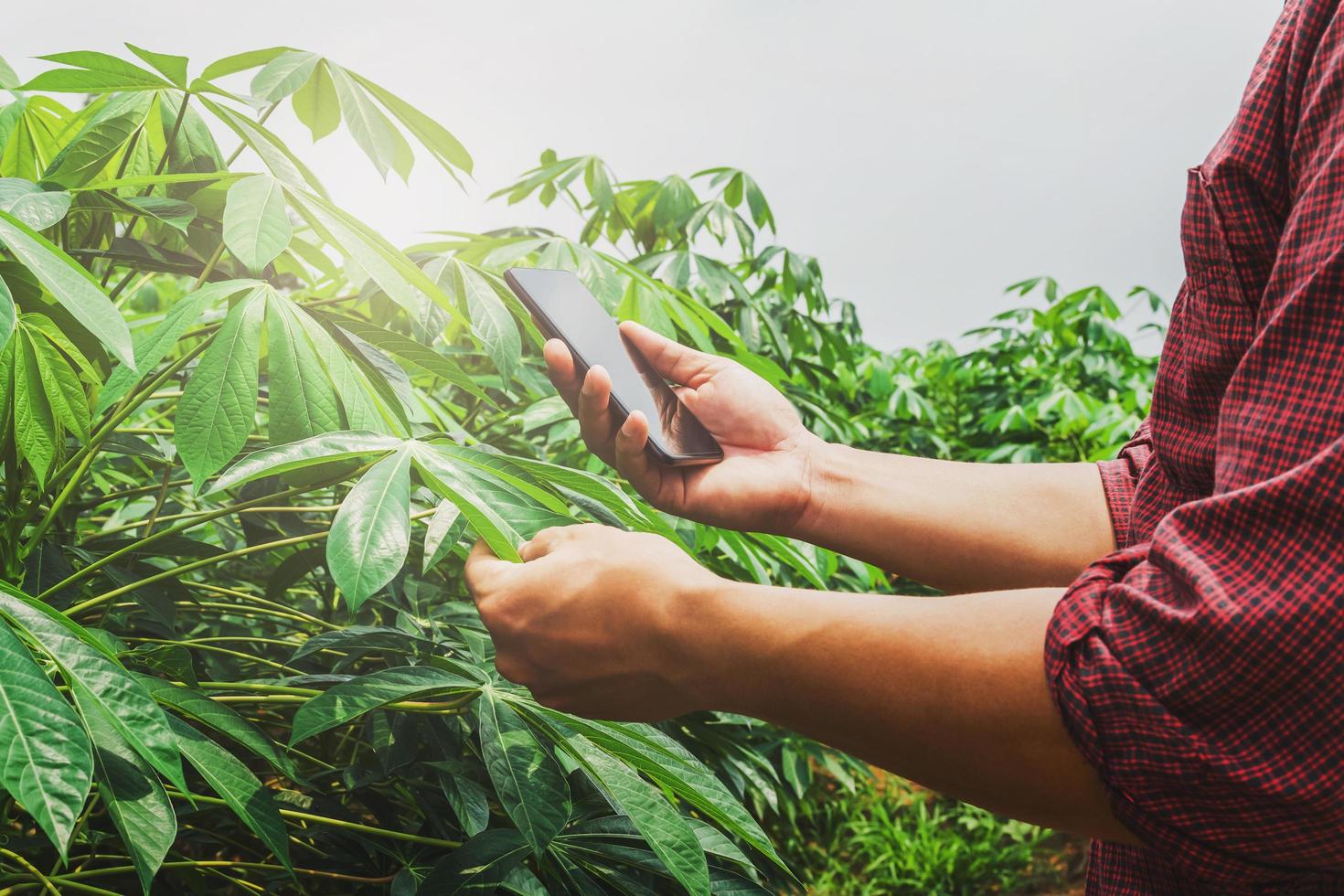 people using mobile checking report of agriculture in cassava farm photo