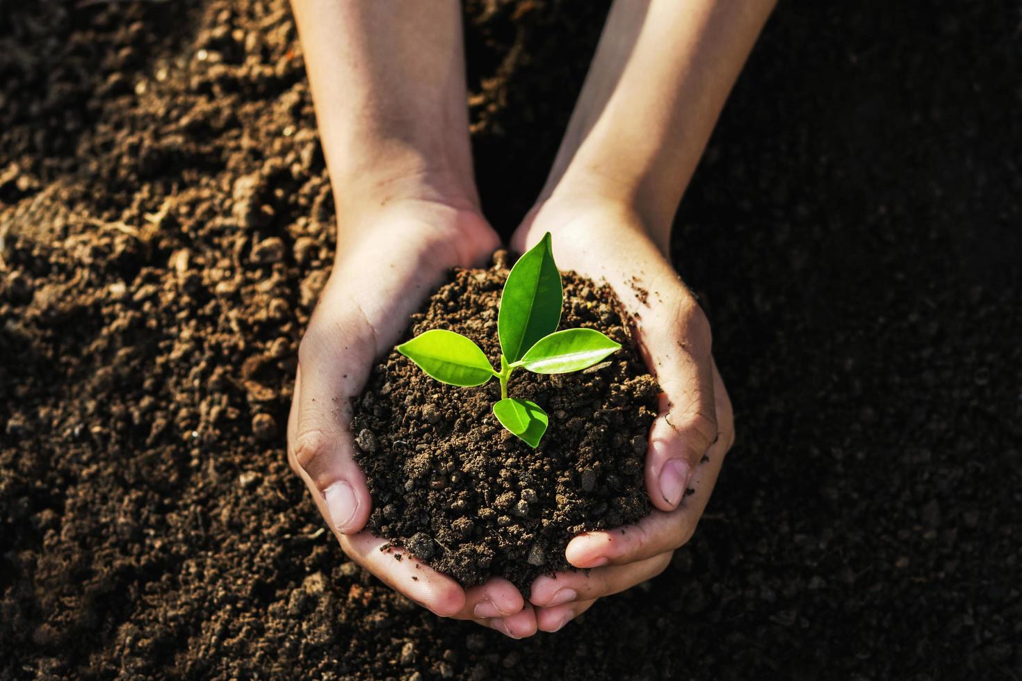 hand holding young tree for planting. concept eco earth day 7950959