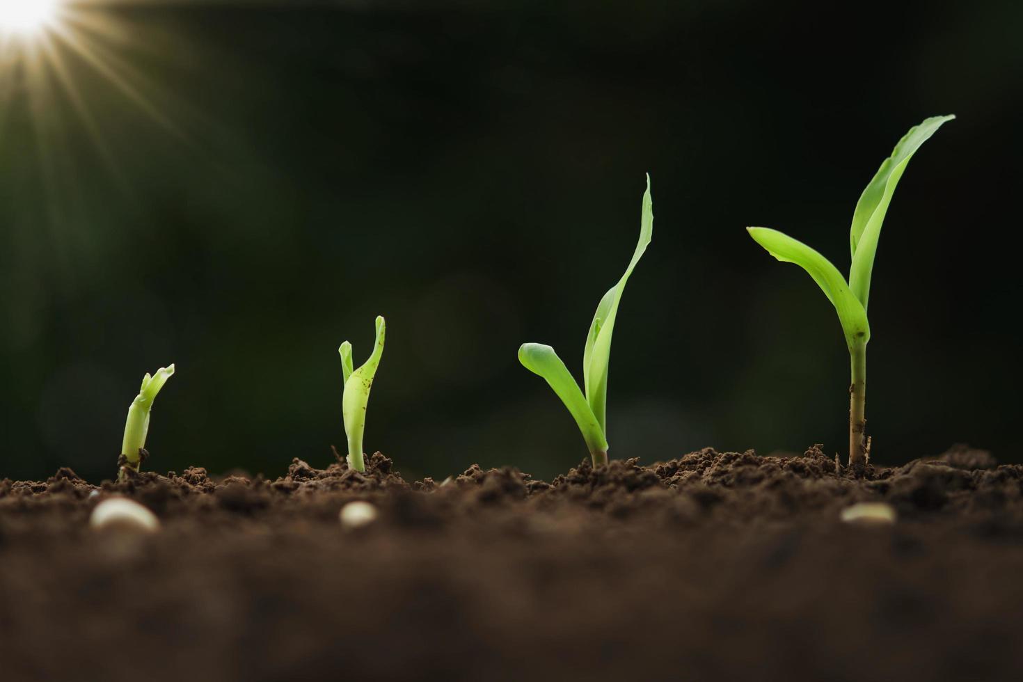 close up young corn growing step in farm photo