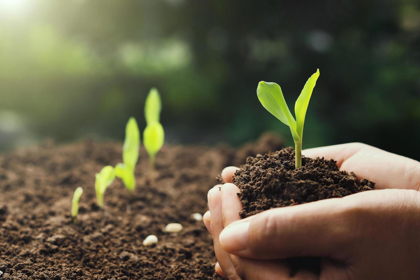 mano sosteniendo maíz joven para plantar en el jardín con fondo de amanecer foto