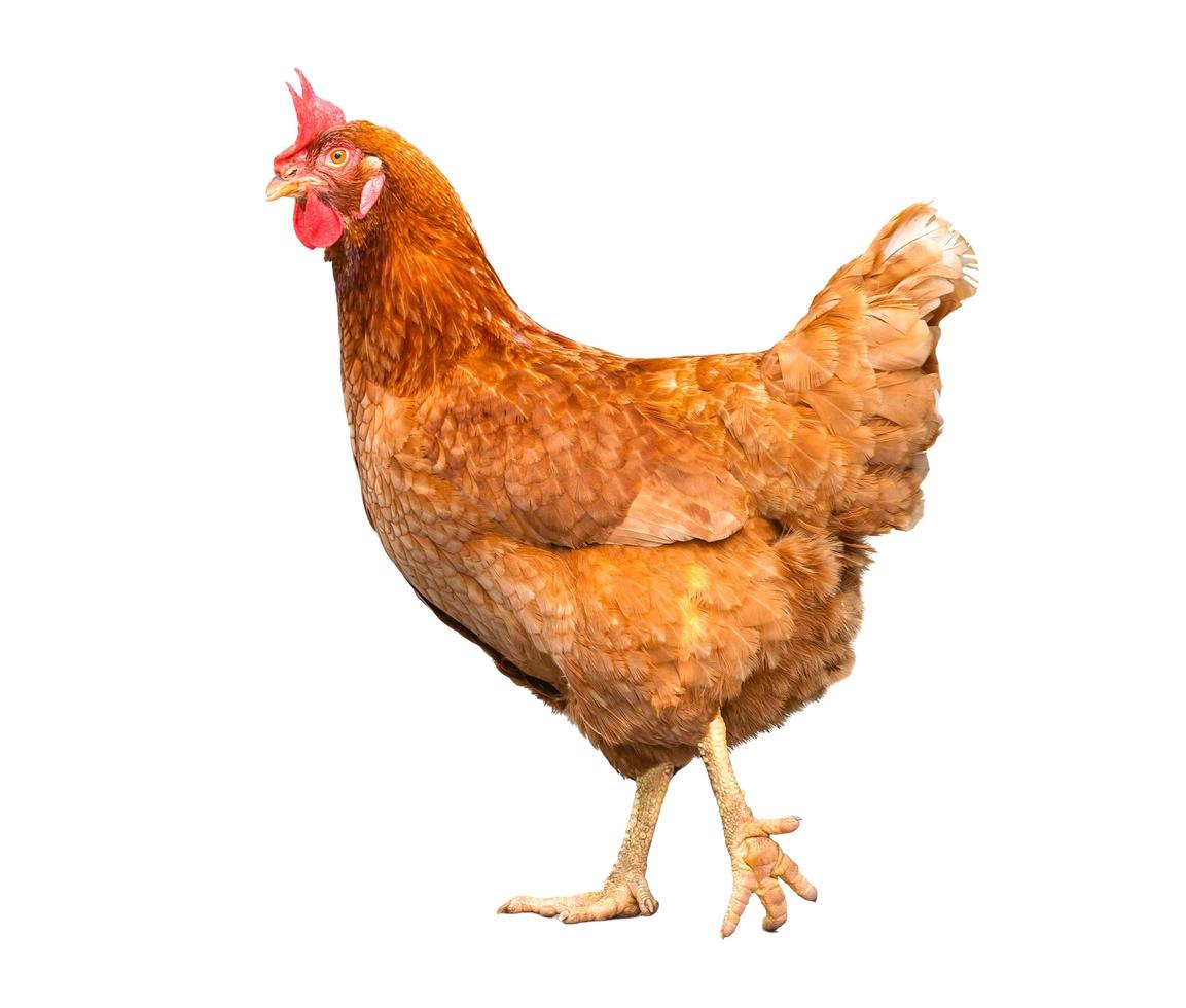 chicken isolate on white background photo