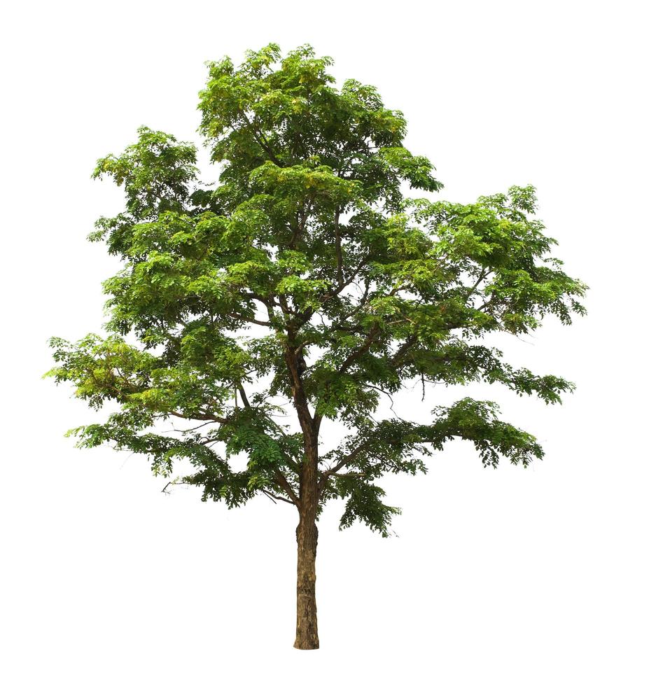 big tree isolate on white background photo