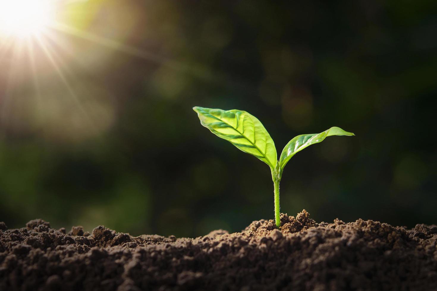 plant growing on soil with sunshine. eco earth day concept photo