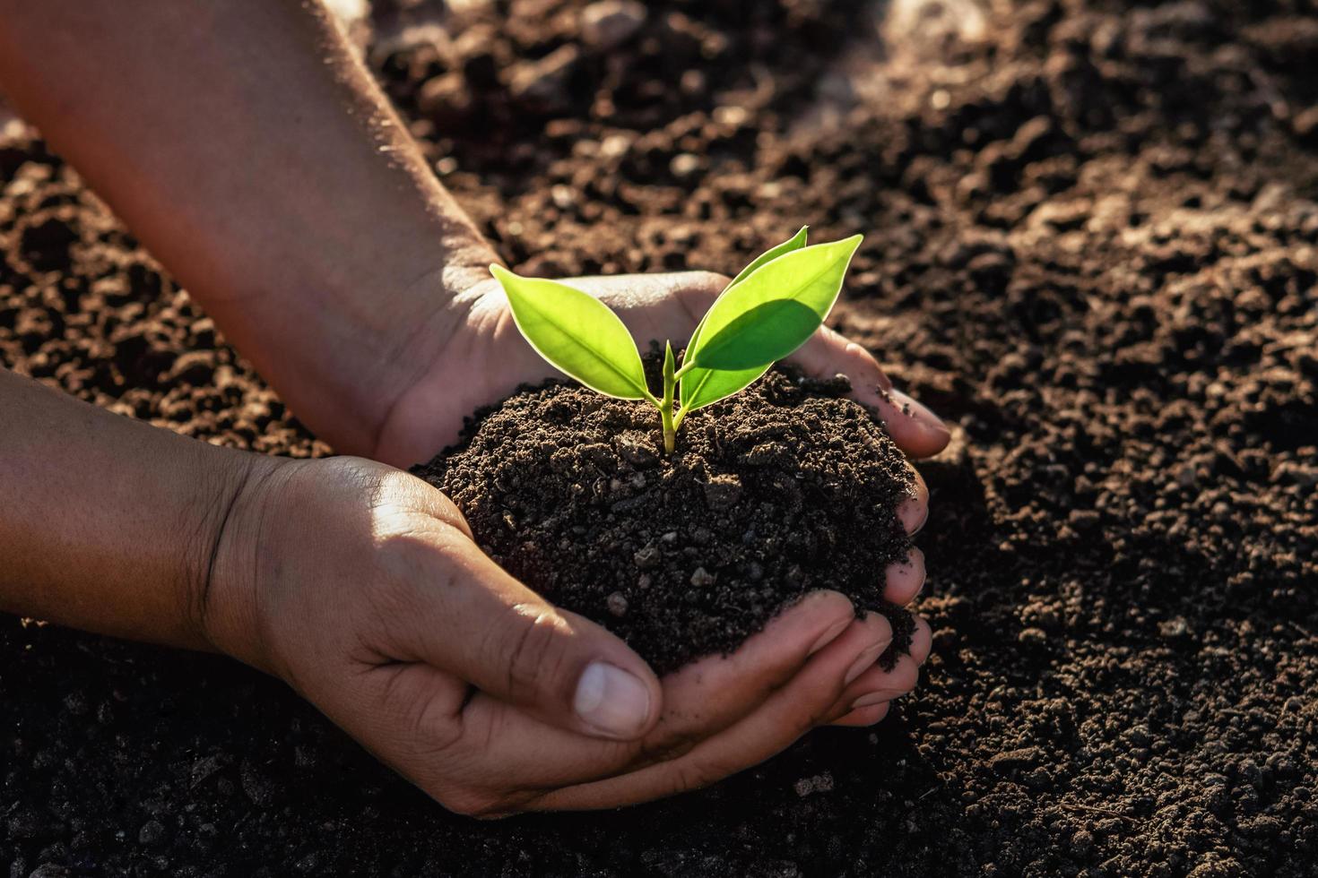 hand holding small tree for planting in morning light. concept green world earth day photo