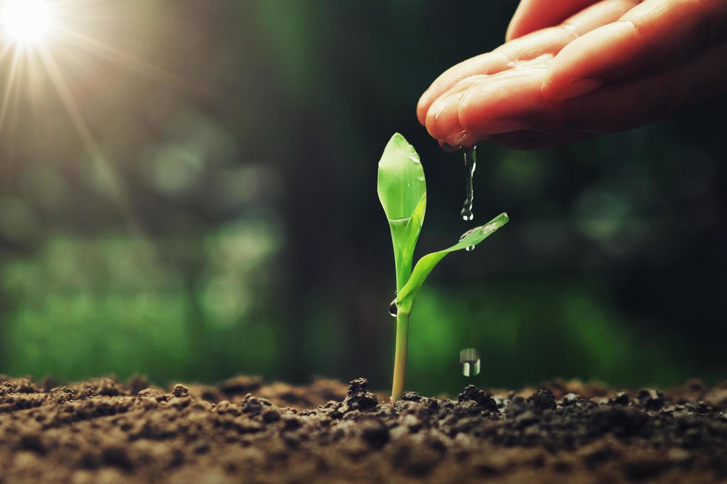 hand watering ot young corn in garden photo