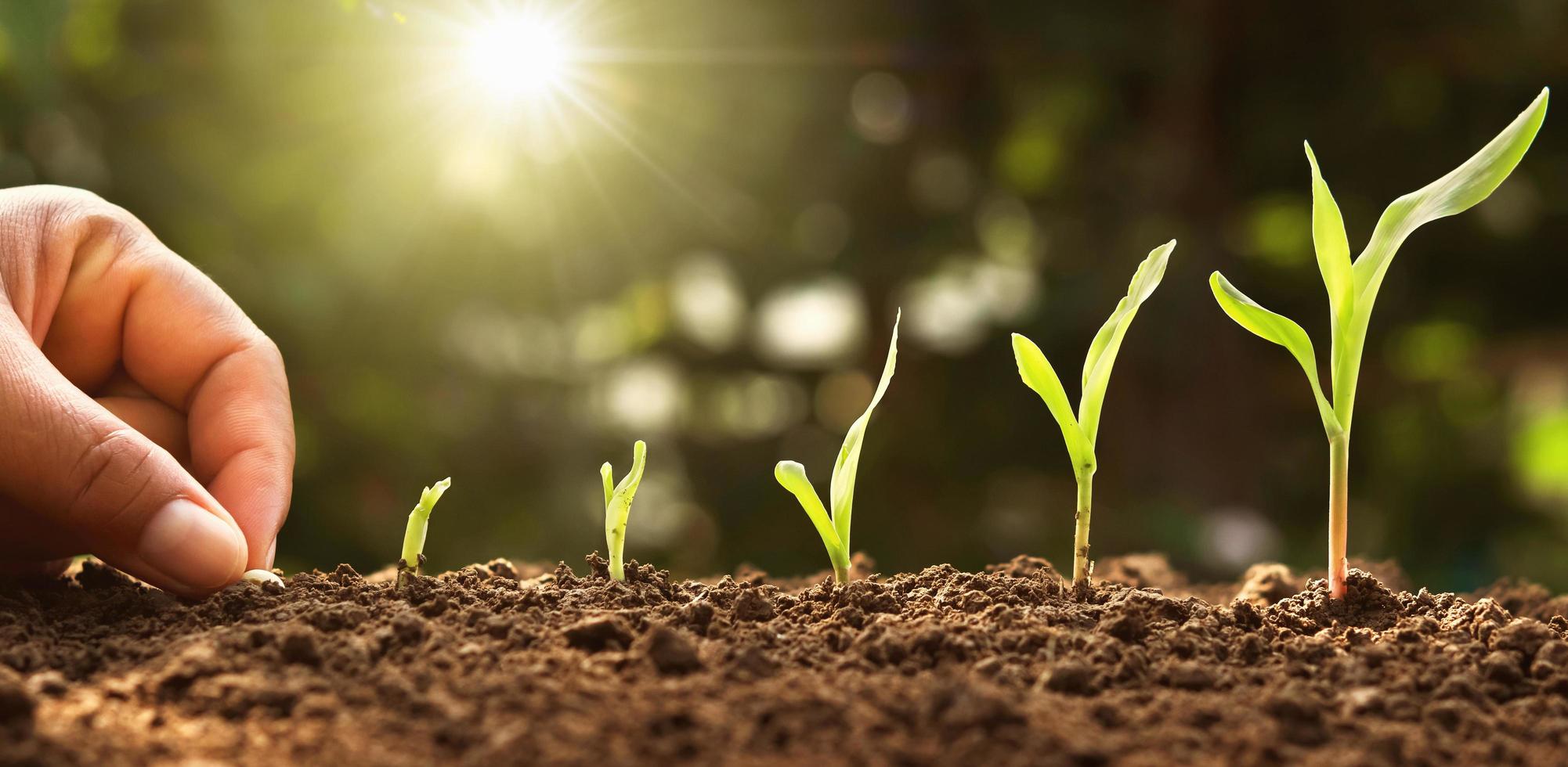 plantar a mano semillas de maíz de médula en el huerto con sol foto