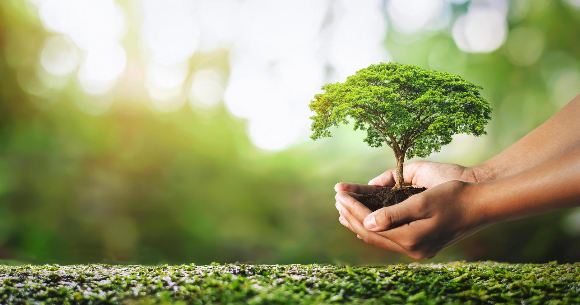 hand holdig plant growing on green background with sunshine photo