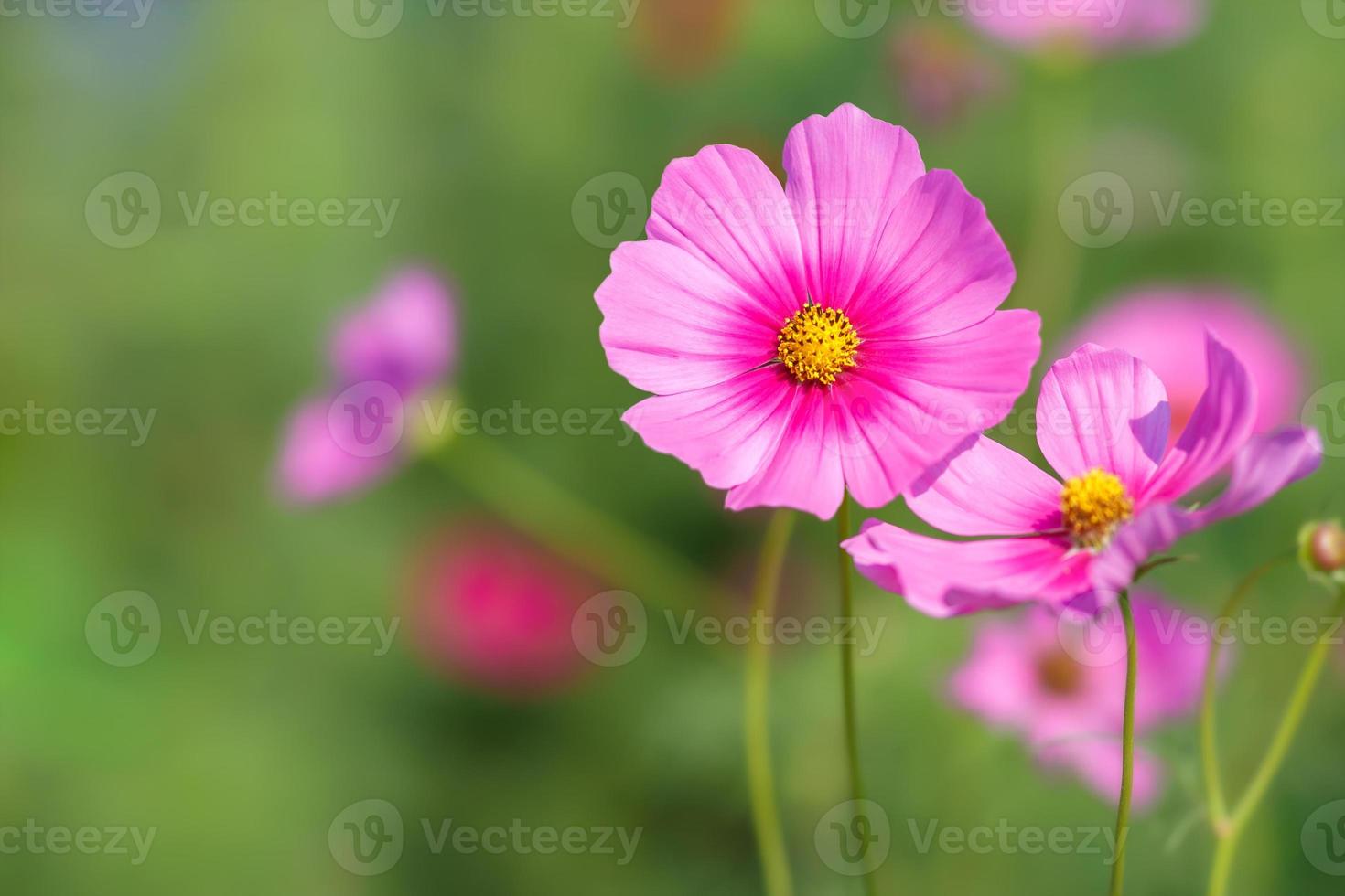 Cosmos flowers blooming in the garden photo