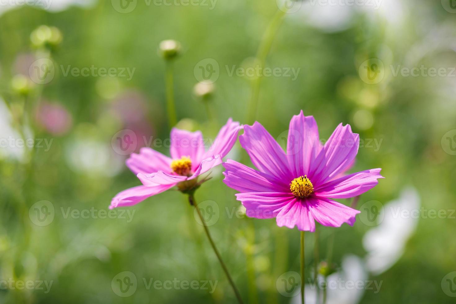Cosmos flowers blooming in the garden photo
