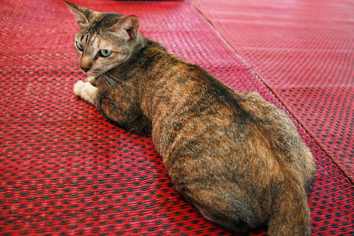 Grey cat sitting on red mat in The temple, Thailand photo