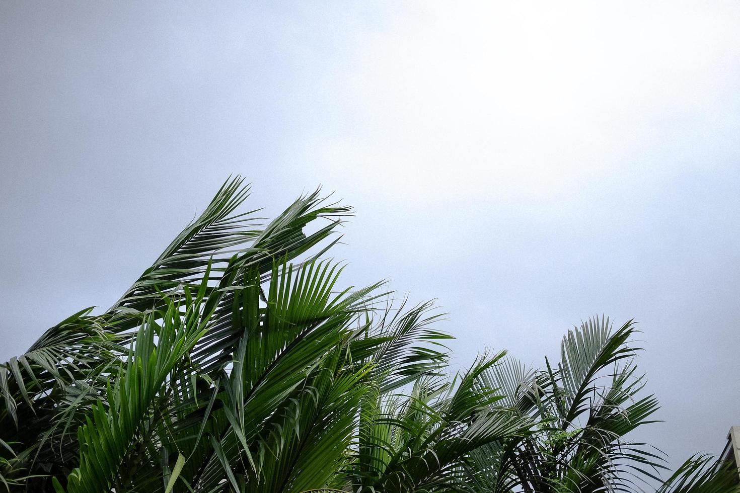 Mangrove forest blowing in the wind storm against on white cloudy and sky photo