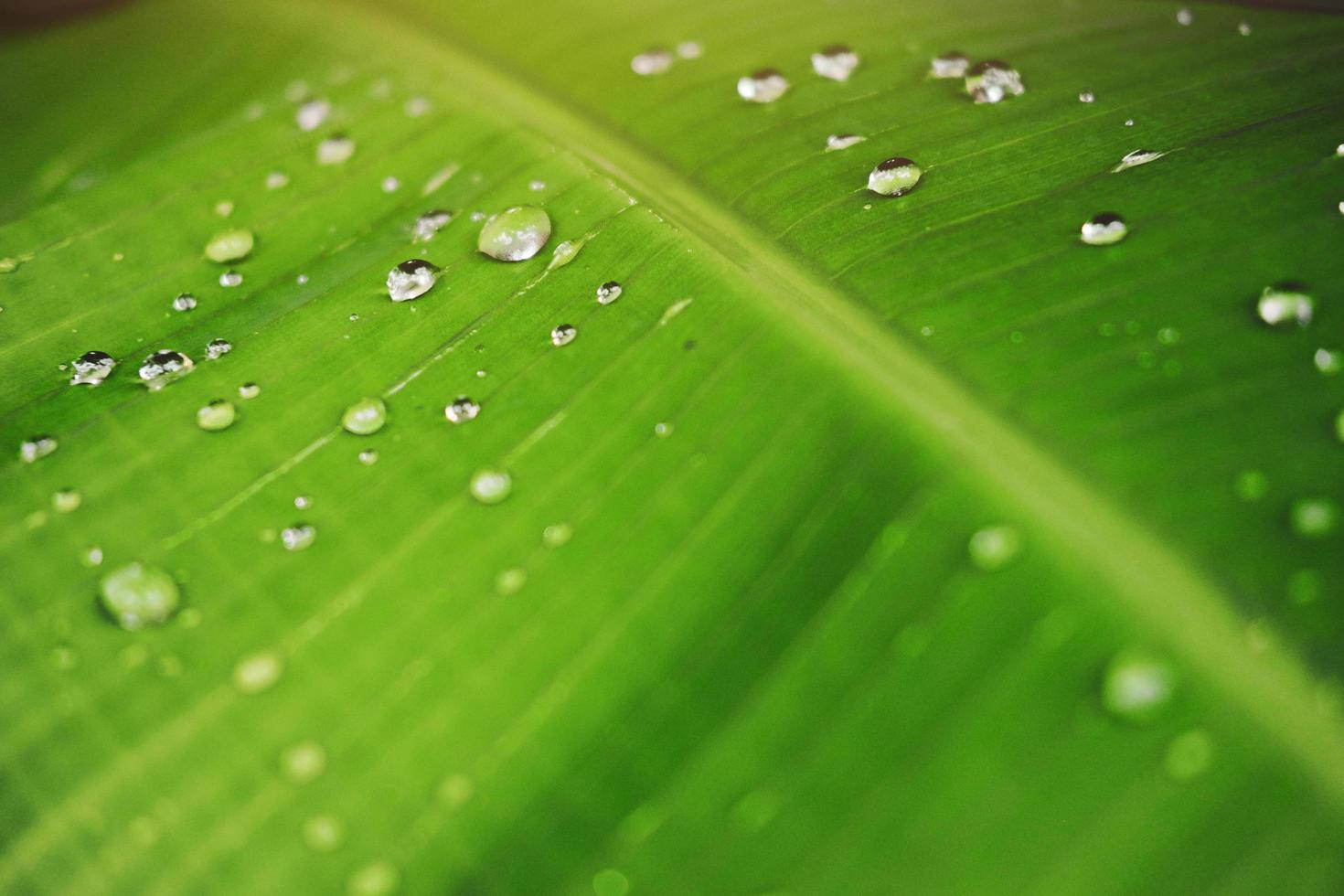 Fresh banana green leaves and water dew drops with sunlight in the garden photo