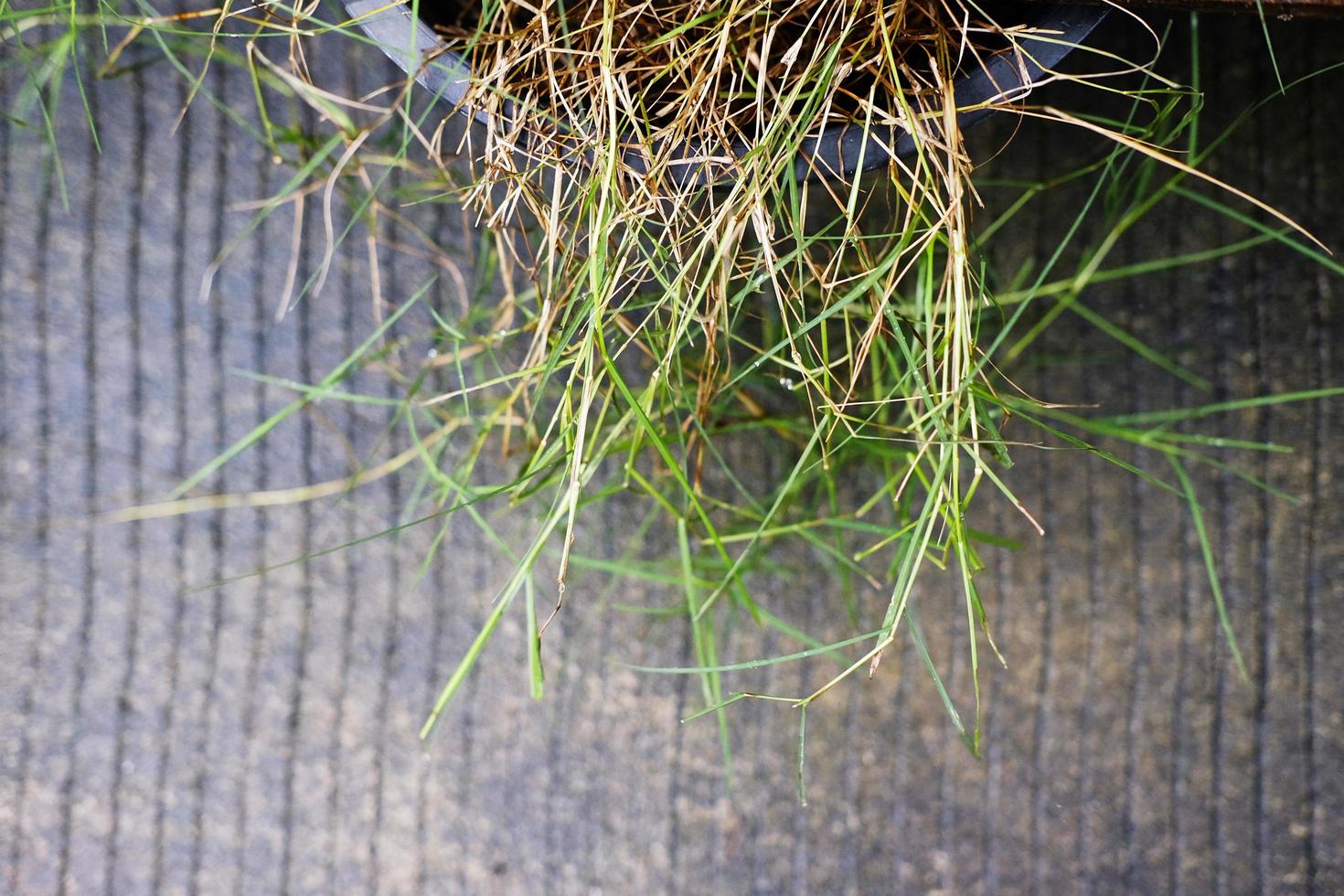 Weed in a pot on concrete floor photo
