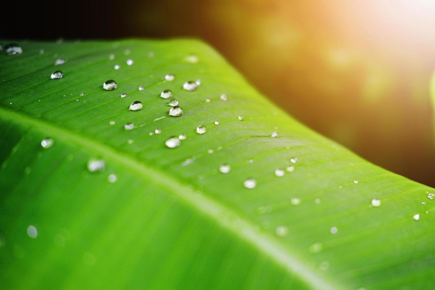 Fresh banana green leaves and water dew drops with sunlight in the garden photo