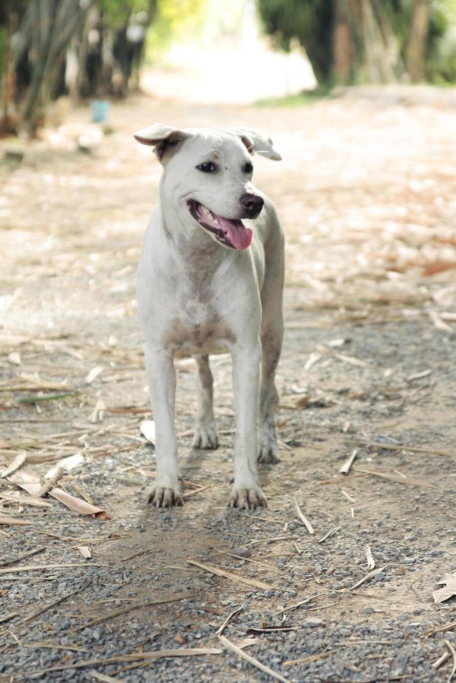 White dog relax in garden photo