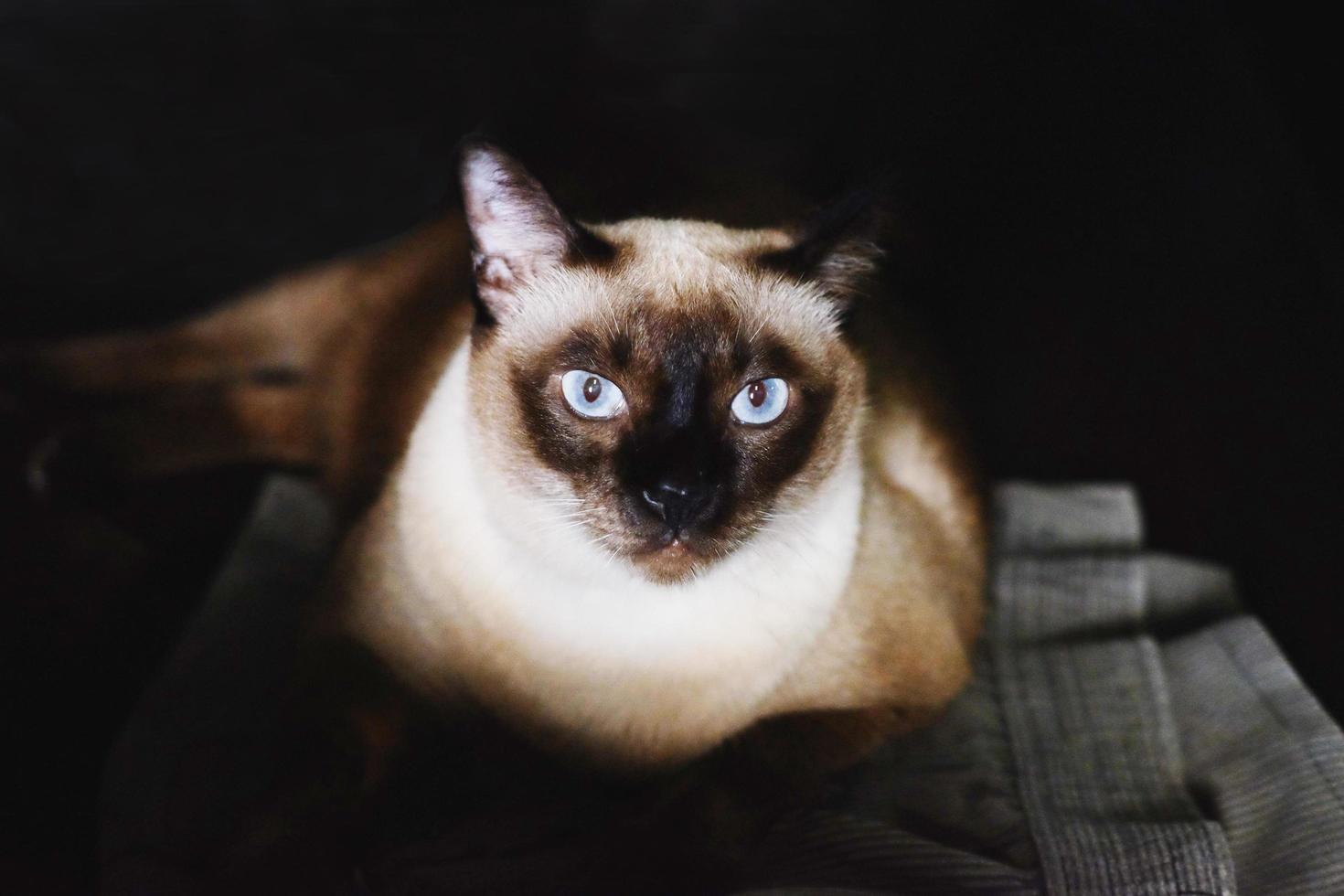 Siamese cat with blue eyes sitting on the floor photo