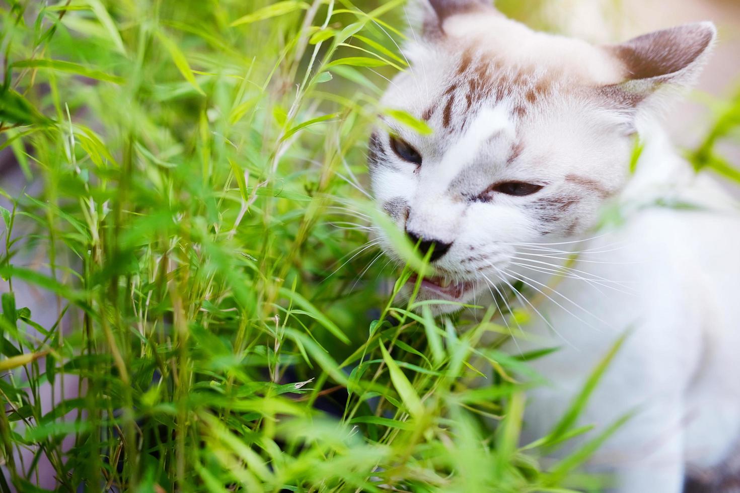 Grey cat relax and eating grass herb in garden 7951820 Stock Photo at Vecteezy