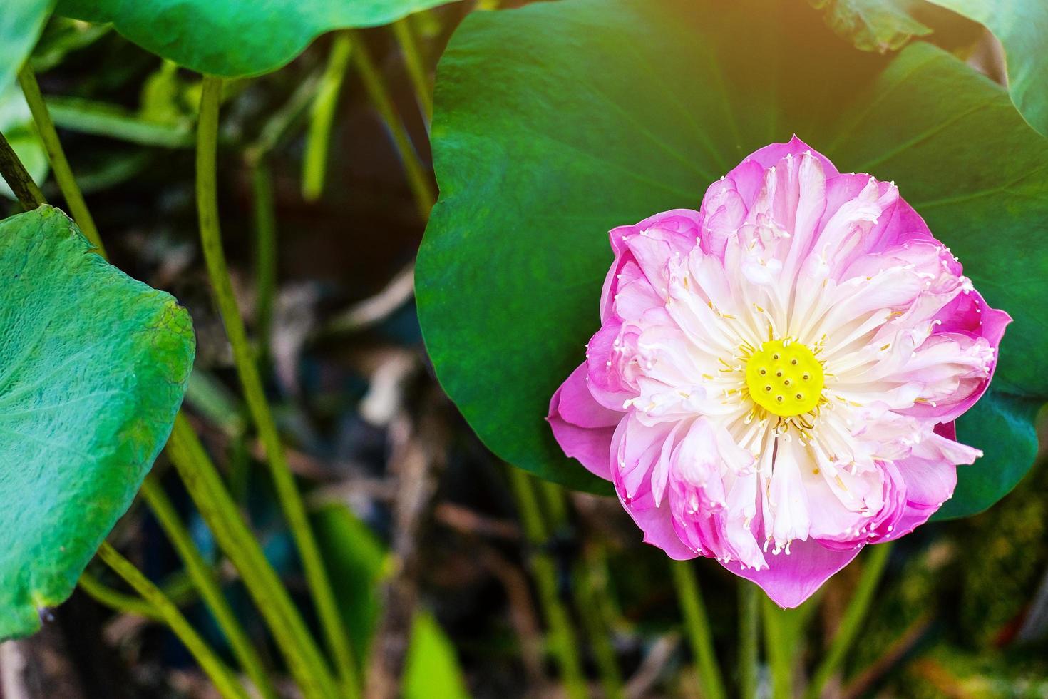 flor de nenúfar en el estanque de la fuente hermosa en el fondo verde de la naturaleza foto