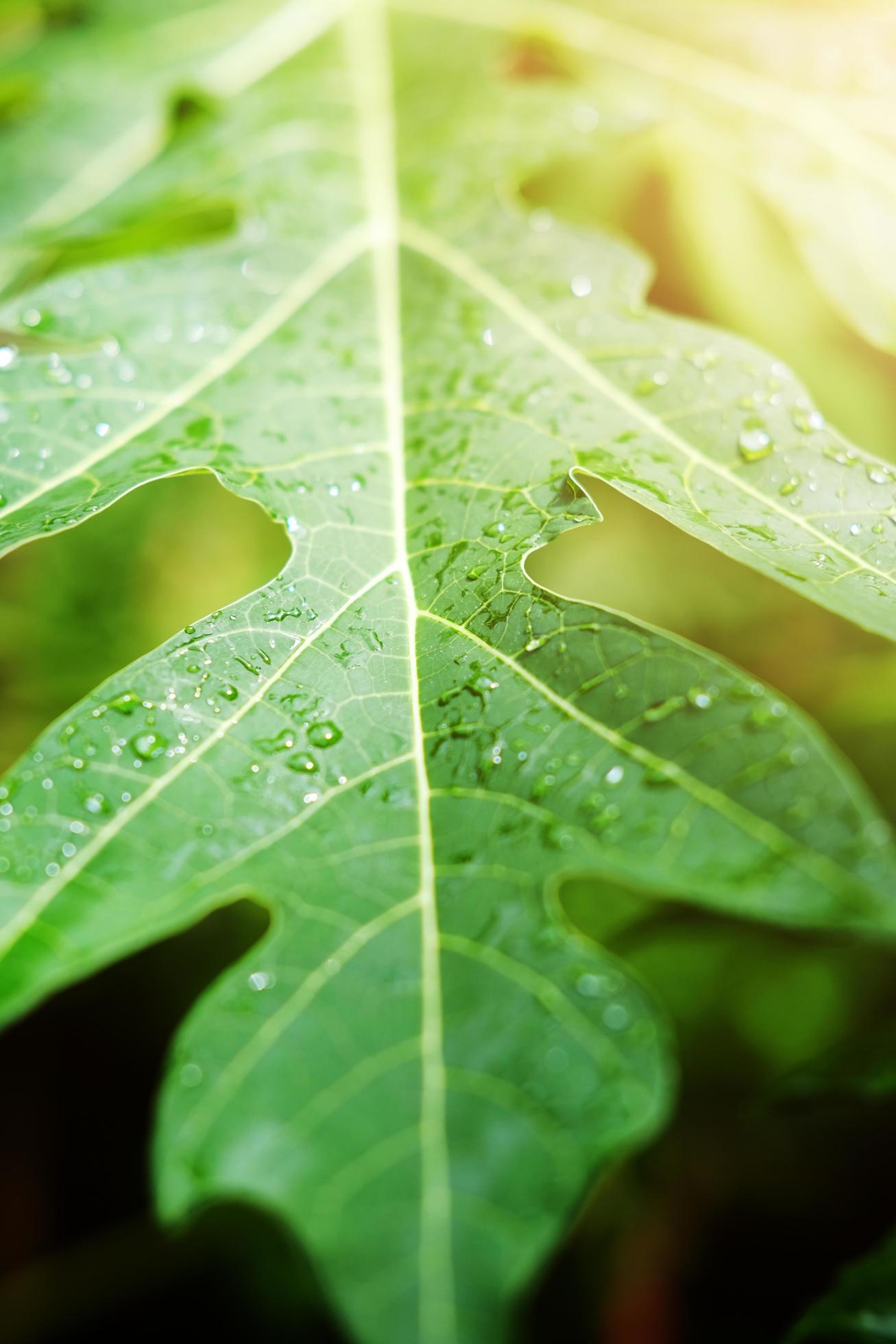 Fresh papaya leaves and water dew drops with sunlight in the garden