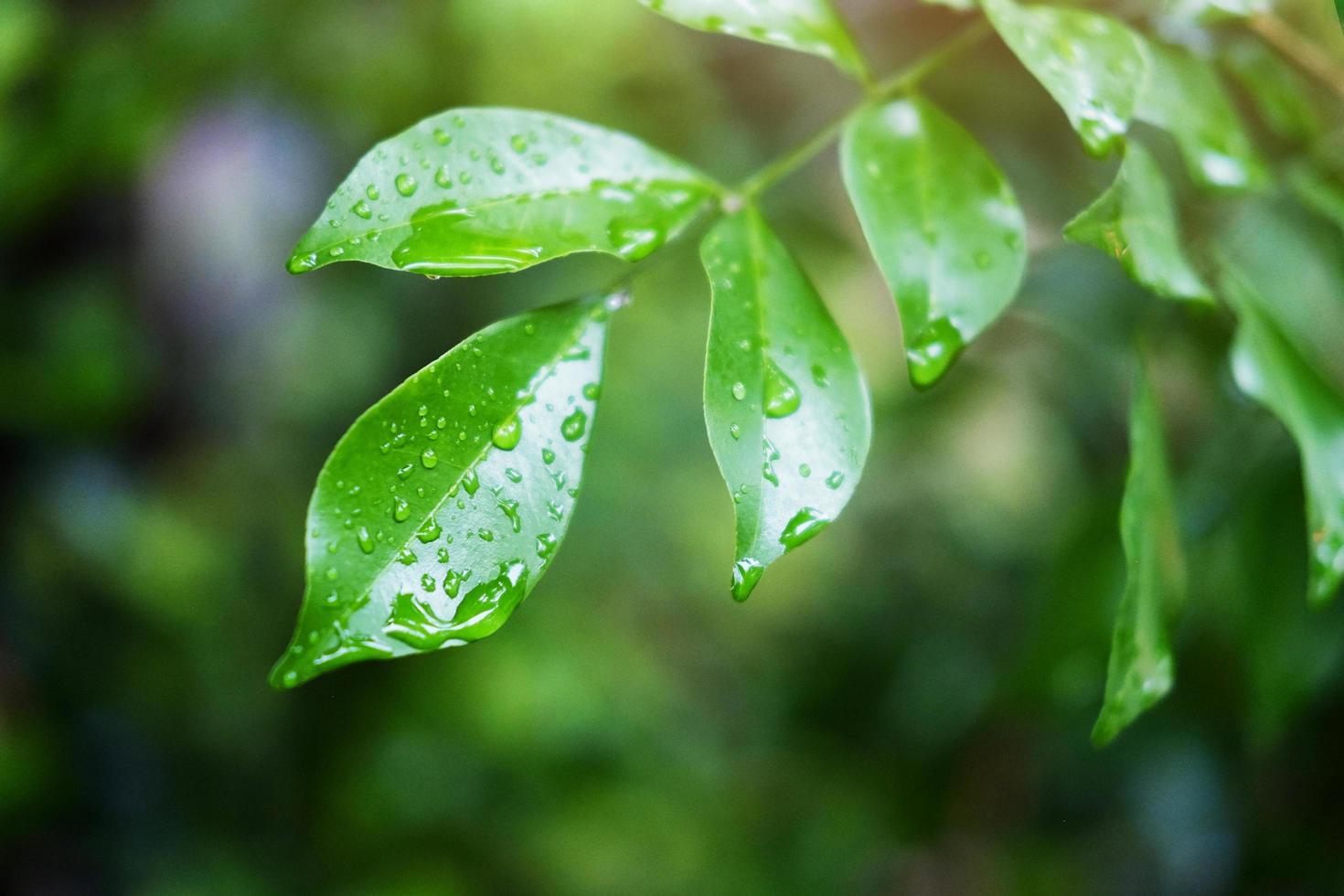 Fresh green leaves with water dew drops and sunlight in the garden photo