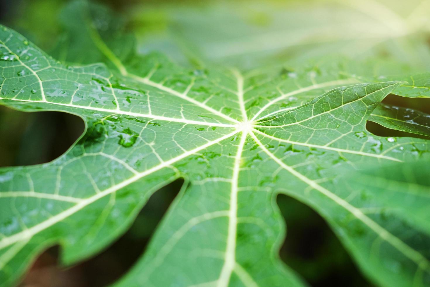 Fresh papaya leaves and water dew drops with sunlight in the garden photo
