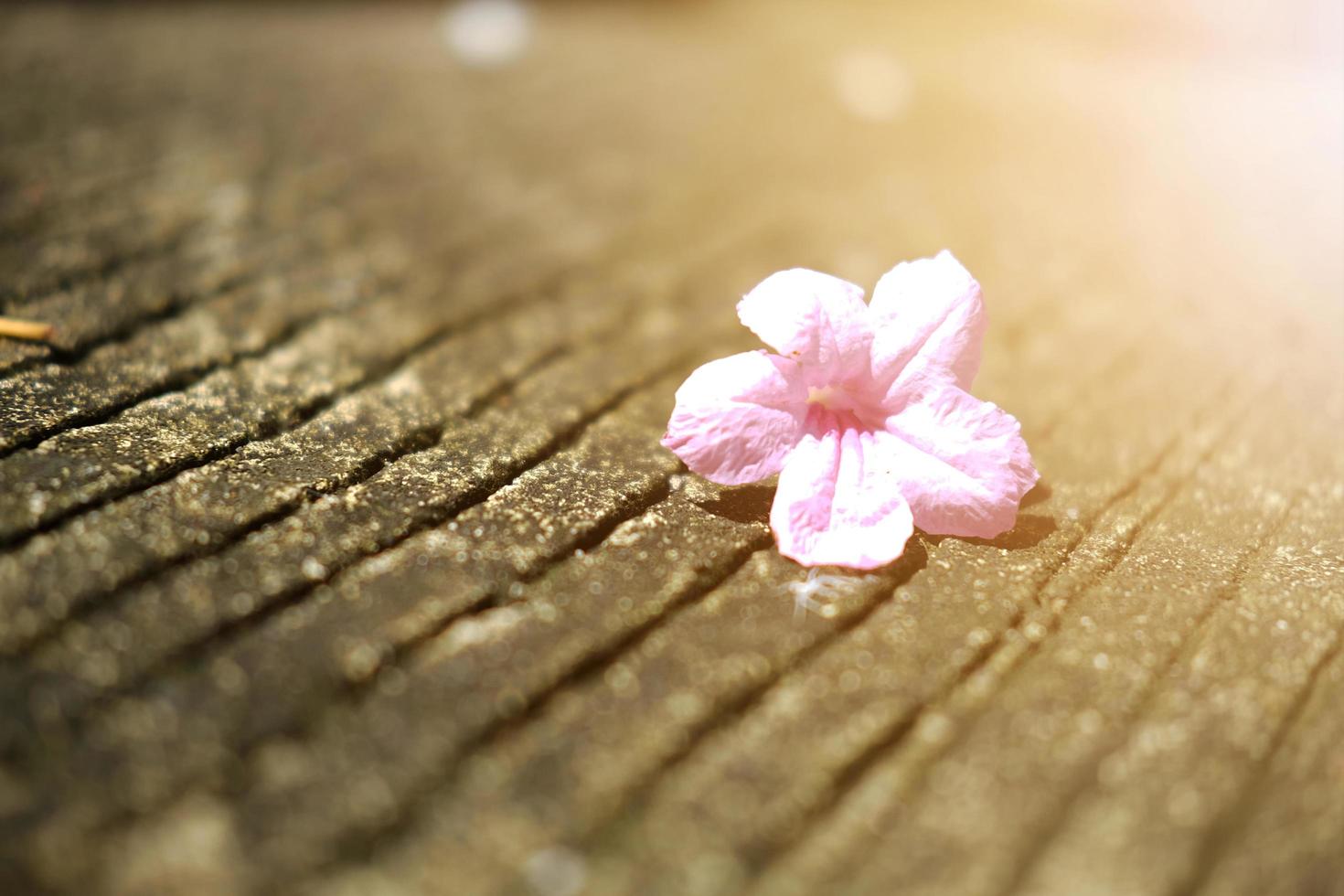 Beautiful pink flowers with sunlight falling on concrete floor in garden photo
