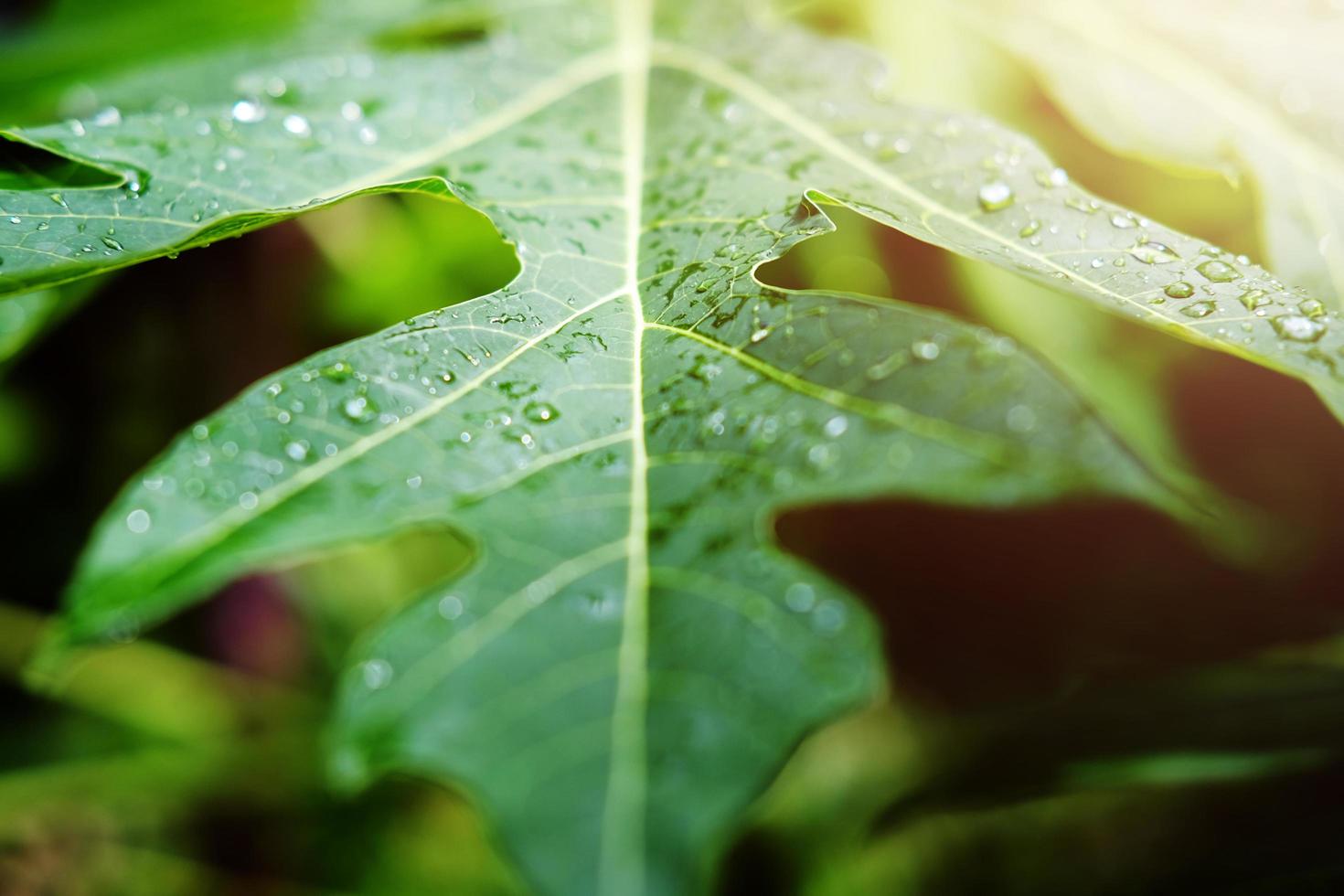Fresh papaya leaves and water dew drops with sunlight in the garden photo