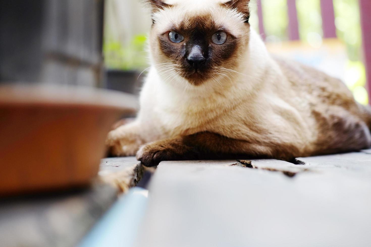 Siamese cat relax on wood floor with sunlight in natural of garden photo