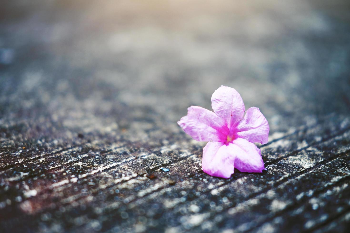 Beautiful pink flowers with sunlight falling on concrete floor in garden photo