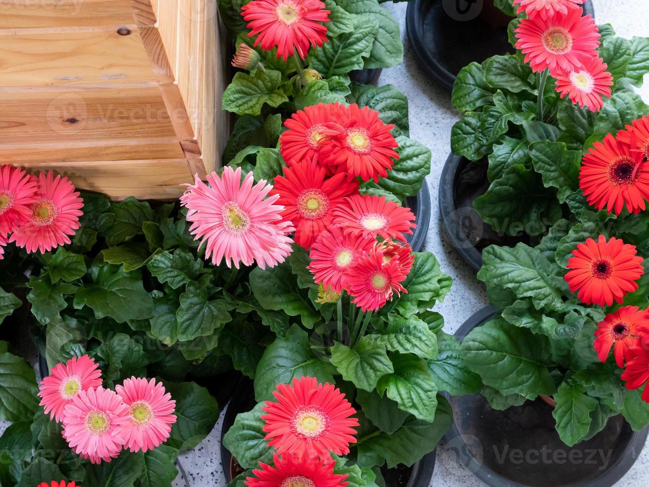 Colorful gerbera row in the pot. photo